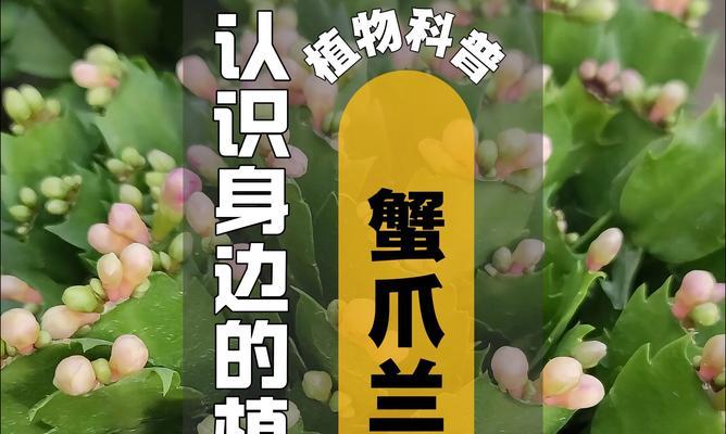 蟹爪兰秋季管理技巧有哪些？