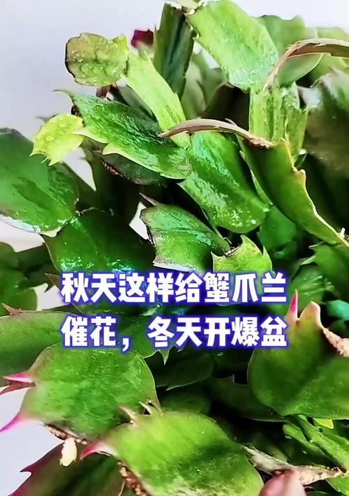 蟹爪兰秋季管理技巧有哪些？