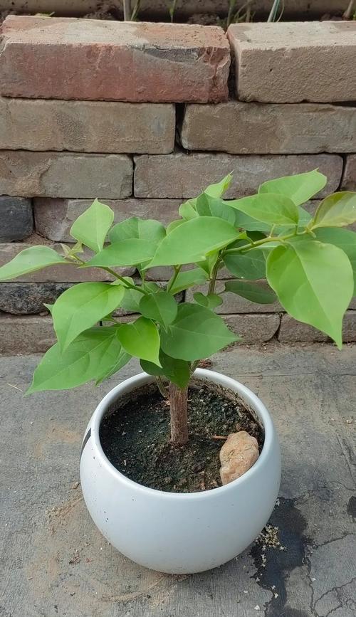 三角梅不开花的原因是什么？如何使三角梅顺利开花？