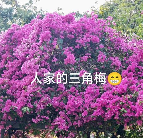 三角梅不开花的原因是什么？如何使三角梅顺利开花？