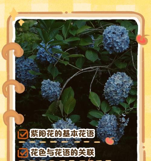 筒叶菊的养殖方法和注意事项是什么？