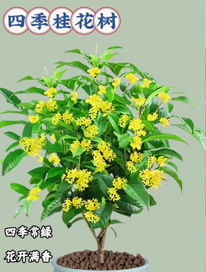 桂花树的品种如何分类？桂花树的主要品种有哪些？