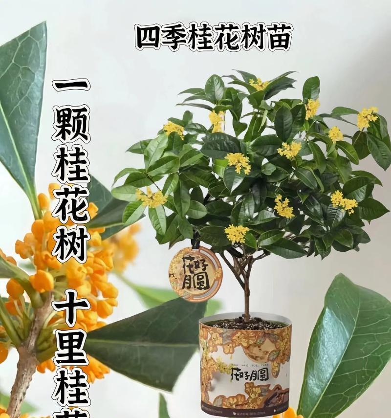桂花树的品种如何分类？桂花树的主要品种有哪些？
