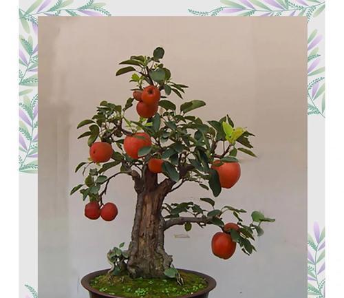盆栽果树有哪些？适合家庭种植的果树品种推荐？