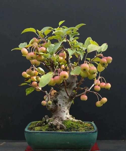 盆栽果树有哪些？适合家庭种植的果树品种推荐？