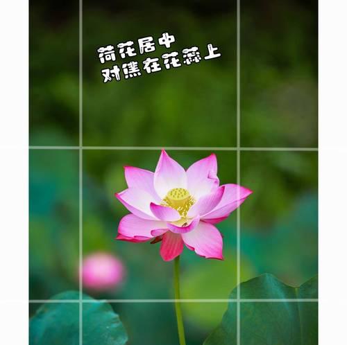 荷花种植需要注意哪些事项？如何保持其美观？