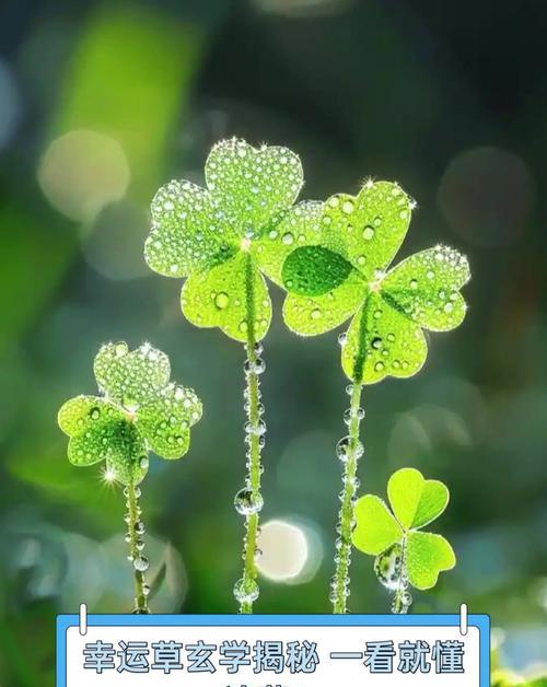 幸运草种植步骤是什么？