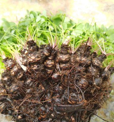 幸运草种植步骤是什么？