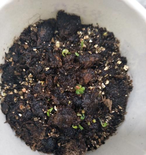 幸运草种植步骤是什么？