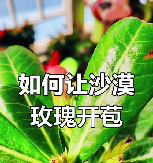沙漠玫瑰浇水的正确方法是什么？