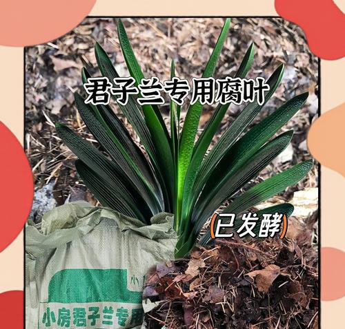 君子兰叶子烂了怎么办？君子兰烂叶的处理方法和预防措施是什么？