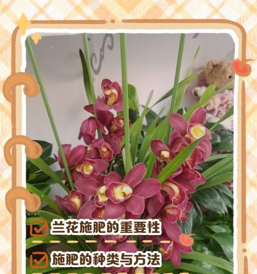 盆栽花卉应该施什么肥料？施肥的正确方法是什么？