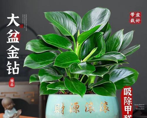 金钻花适合哪类人群养护？