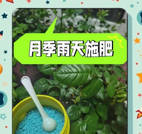 微型月季浇水技巧有哪些？