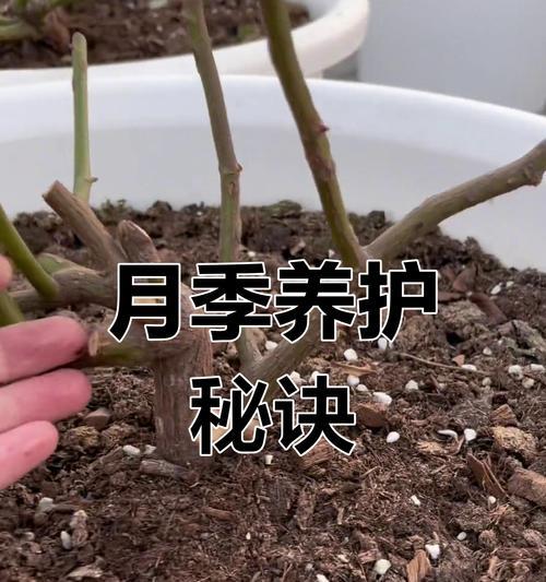 微型月季浇水技巧有哪些？
