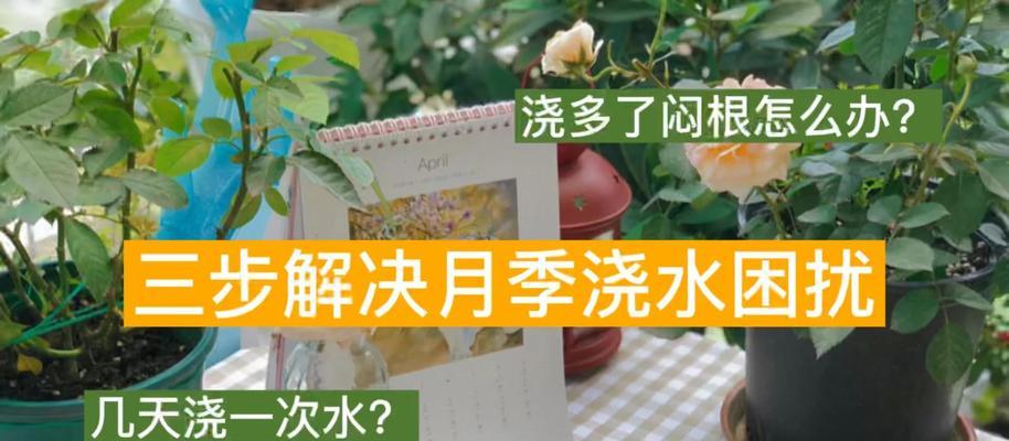 微型月季浇水技巧有哪些？