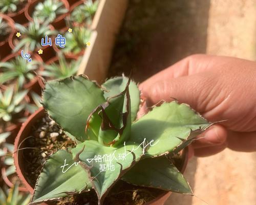 盆栽仙人掌的正确养护方法？