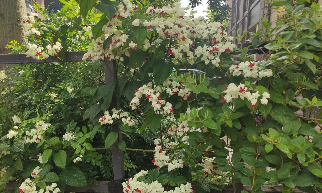 龙吐珠开花的条件是什么？