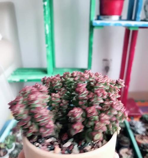 小米星干枯了怎么办？如何恢复其生机？