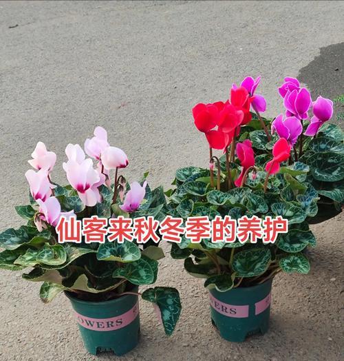 仙客来的种植技巧有哪些？如何让仙客来开出更多花朵？