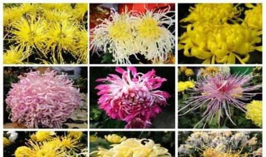 菊的品种有哪些？不同品种的菊花有什么特点？