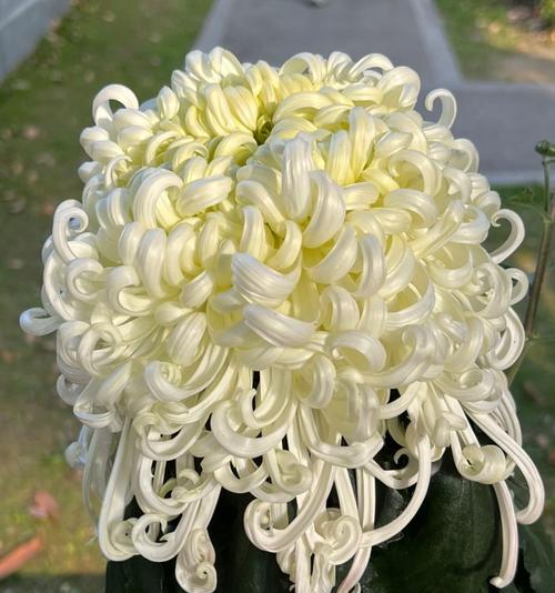 菊的品种有哪些？不同品种的菊花有什么特点？