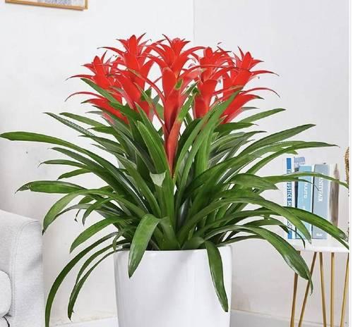 花带植物有哪些种类？花带植物的搭配和养护技巧是什么？