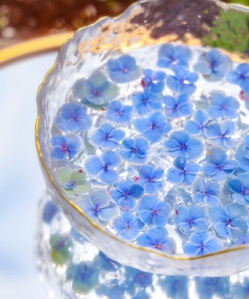 蓝色绣球花品种的养护要点是什么？