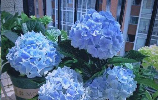 蓝色绣球花品种的养护要点是什么？