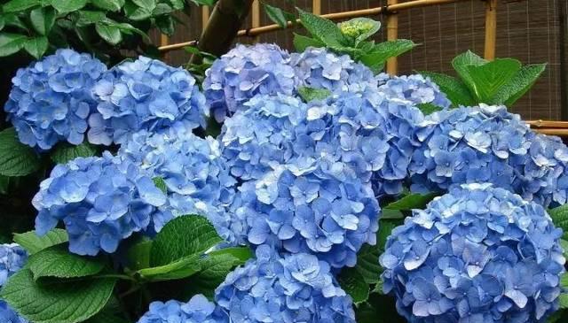 蓝色绣球花品种的养护要点是什么？