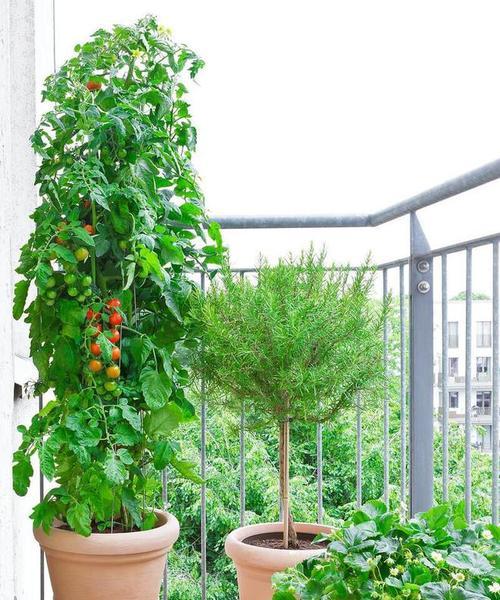 盆栽植物的种植和养护方法？
