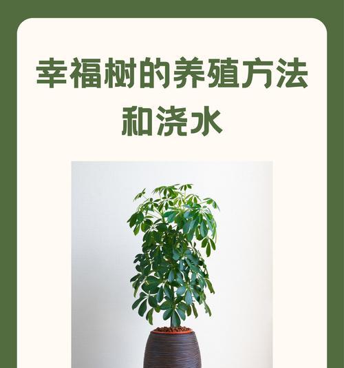盆栽植物的种植和养护方法？