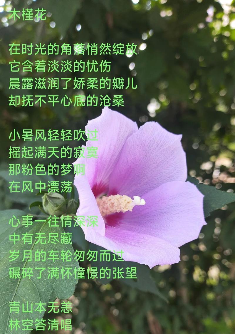 木槿花的花语是什么？它代表了哪些含义？