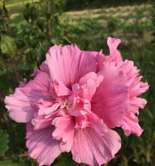 木槿花的花语是什么？它代表了哪些含义？