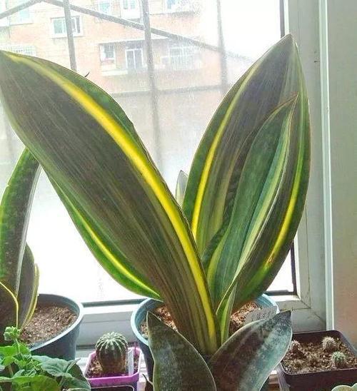 什么品种的虎皮兰好看？如何选择最适合的虎皮兰？