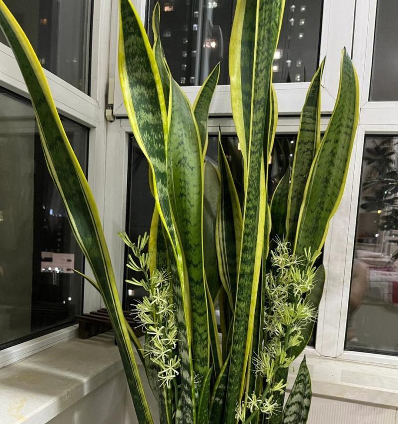 什么品种的虎皮兰好看？如何选择最适合的虎皮兰？