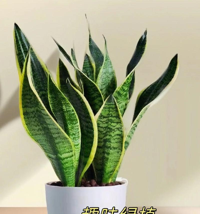 什么品种的虎皮兰好看？如何选择最适合的虎皮兰？