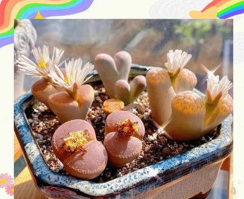 石生花繁殖的有效技巧是什么？