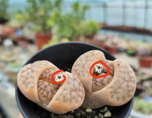 石生花繁殖的有效技巧是什么？