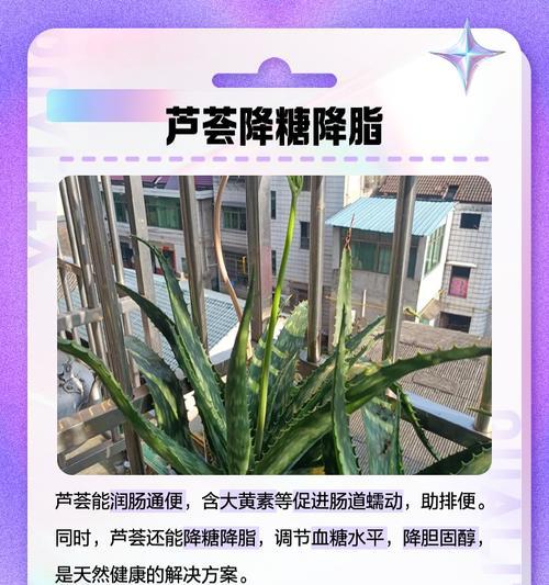家养芦荟的使用方法是什么？有哪些功效？