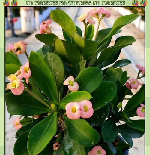 刺梅开花的条件是什么？如何促进刺梅的开花？