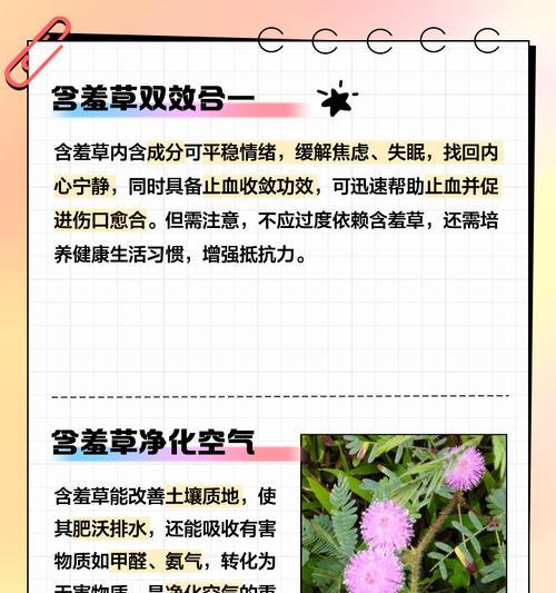 夏季含羞草的正确养护方法是什么？