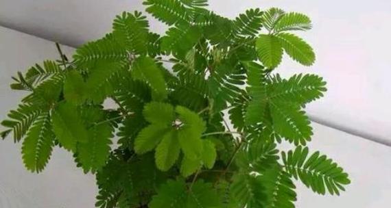 夏季含羞草的正确养护方法是什么？