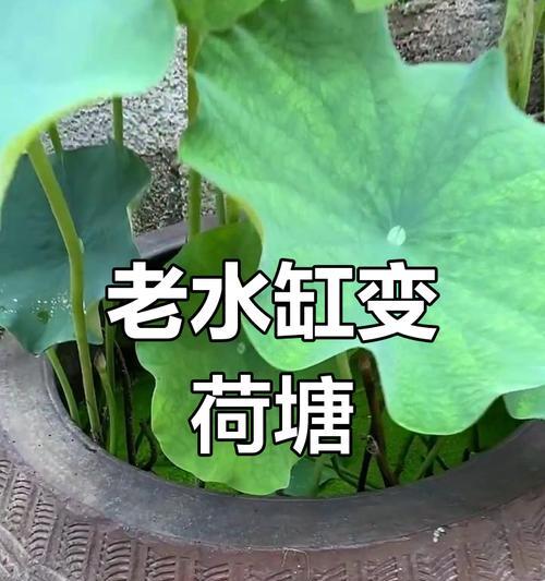 荷花的种植技巧有哪些？如何在家中水缸中种植？