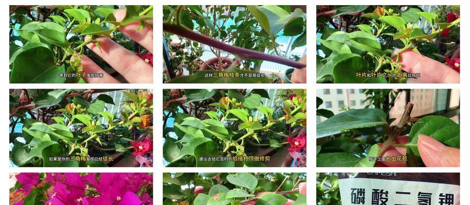 三角梅怎么开花？三角梅开花的条件和养护方法是什么？