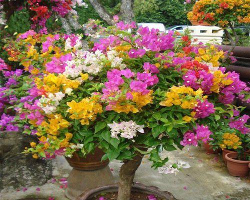三角梅怎么开花？三角梅开花的条件和养护方法是什么？