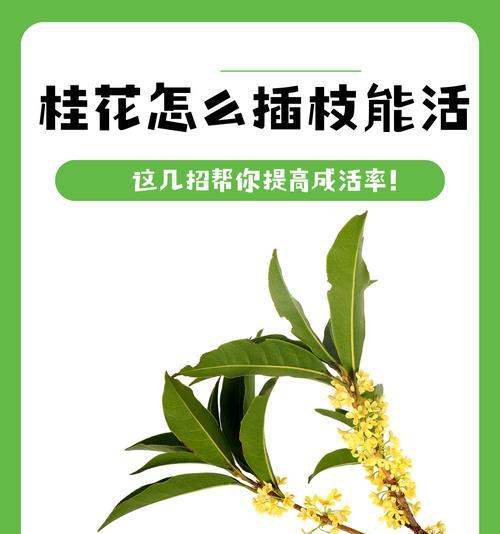 用什么方法嫁接桂花最好？桂花嫁接的步骤和技巧是什么？