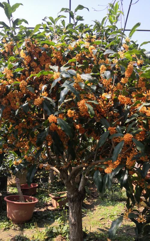 用什么方法嫁接桂花最好？桂花嫁接的步骤和技巧是什么？