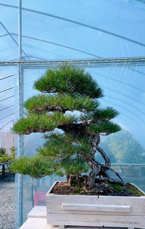 黑松盆景养护技巧有哪些？如何正确养护黑松盆景？