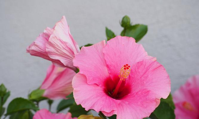 木槿花的养殖技巧是什么？如何让木槿花花开不断？